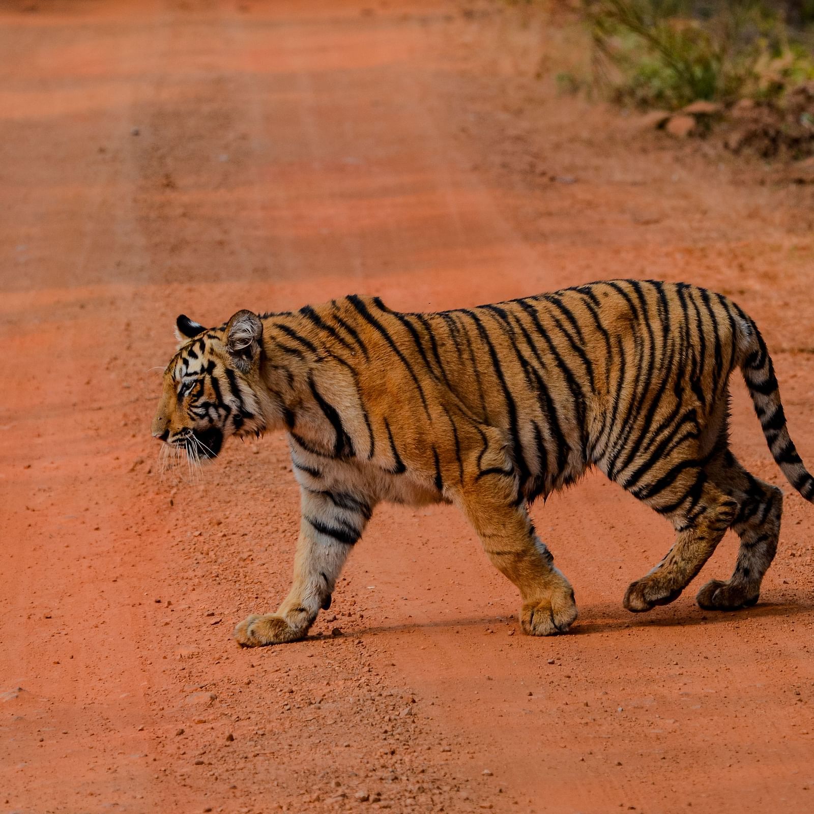 A Bengal tiger walking on a muddy red pathway at Trees N Tigers, Tadoba.